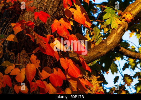 Peak Herbst Laub trail Seite Rock Creek Park mit der Connecticut Avenue William Howard Taft Brücke, Overhead, Washington, DC, November 2018 Stockfoto