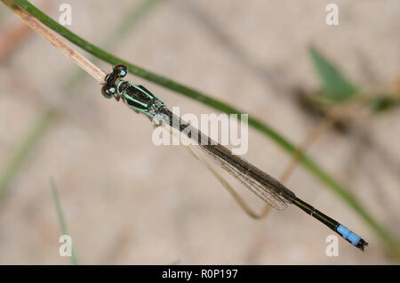 Östlichen Forktail, Ischnura verticalis, männlich Stockfoto
