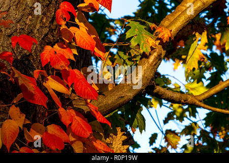 Peak Herbst Laub trail Seite Rock Creek Park mit der Connecticut Avenue William Howard Taft Brücke, Overhead, Washington, DC, November 2018 Stockfoto