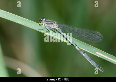 Östlichen Forktail, Ischnura verticalis, pruinose Weiblich Stockfoto