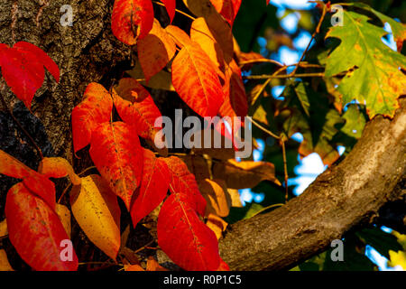 Peak Herbst Laub trail Seite Rock Creek Park mit der Connecticut Avenue William Howard Taft Brücke, Overhead, Washington, DC, November 2018 Stockfoto