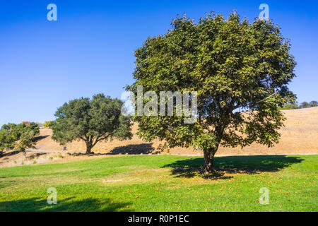 Ahorn und Eiche Bäume wachsen auf einer grünen Wiese, Palo Alto Ausläufer Park, San Francisco Bay Area, Kalifornien Stockfoto