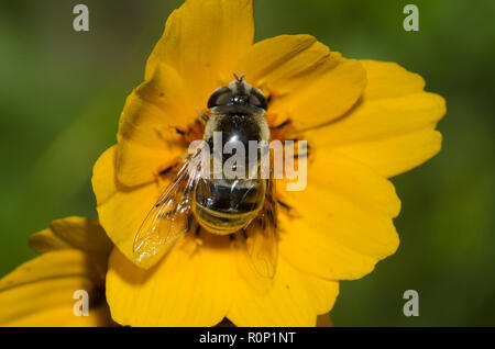 Schweben, Fliegen, Eristalis stipator, Nahrungssuche auf Blume Stockfoto