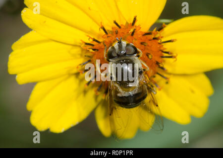 Schweben, Fliegen, Eristalis sp., Nahrungssuche auf Blume Stockfoto