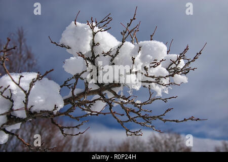 Schöne verschneite Ast im Kaukasus Bergwald an bewölkten und blauer Himmel. Malerische winter closeup Stockfoto