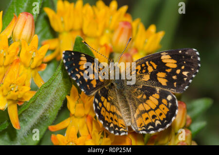 Gorgone, Checkerspot Chlosyne Gorgone, auf orange Seidenpflanze, Asclepias tuberosa Stockfoto