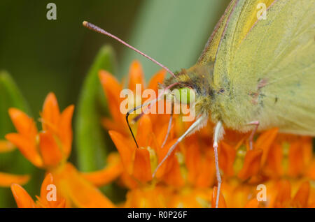 Orange Schwefel, Colias eurytheme, auf orange Seidenpflanze, Asclepias tuberosa Stockfoto