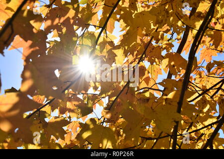 Hintergrundbeleuchtung schönen Herbst gelbe Blätter Ahorn (Acer Arten) mit Sun platzen spähen durch Stockfoto