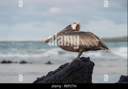 Brown pelican (Pelicanus Occidentalis urinator) auf einem Lavafelsen, eine Unterart endemisch auf Galapagos, die Insel Isabela, Galapagos, Ecuador Stockfoto