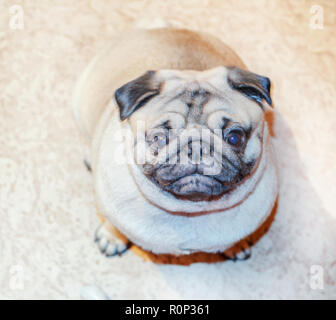 Ziemlich doggy pug auf Kamera zimmer Home Stockfoto