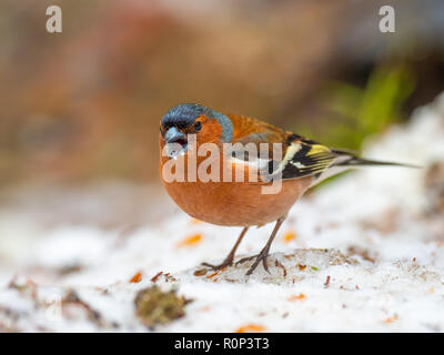 Gemeinsame Buchfink (Fringilla coelebs) auf einem schneebedeckten Boden Stockfoto