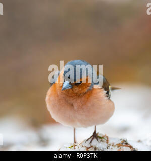 Gemeinsame Buchfink (Fringilla coelebs) auf einem schneebedeckten Boden Stockfoto