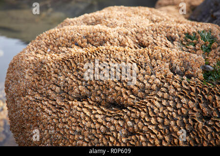 Honeycomb Worms (Sabellaria alveolata) auf den Felsen bei Ebbe an Welcombe Mund ausgesetzt. Westküste, North Devon Stockfoto