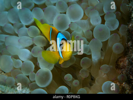 Clark's Anemonenfischen oder yellowtail Clownfisch, amphiprion clarkii, Anemone, Hamata, Rotes Meer, Ägypten Stockfoto