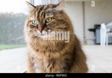 Neugierige Tiere Katze suche Outdoor, funny pet Stockfoto