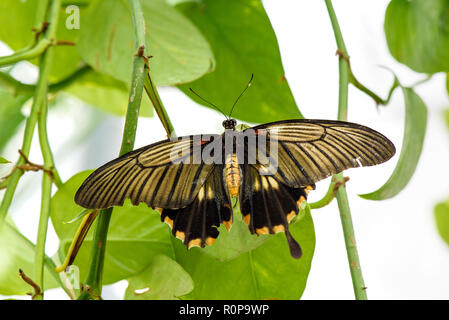 Gemeinsame Mormone Schmetterling (Papilio polytes) auf Blatt Stockfoto