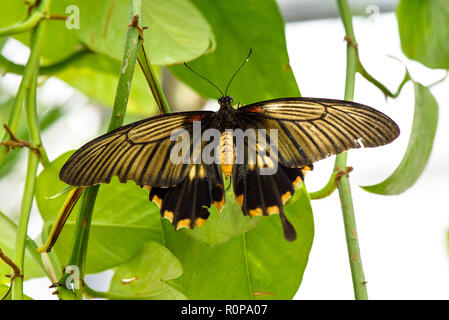 Gemeinsame Mormone Schmetterling (Papilio polytes) auf Blatt Stockfoto