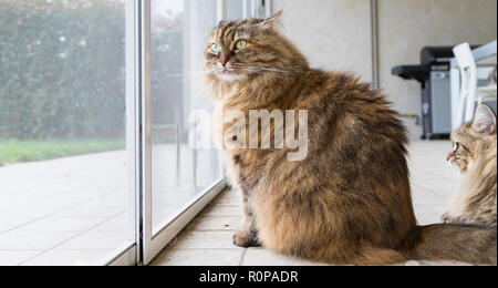 Braun Tiere Katze am Fenster, neugierig pet Stockfoto