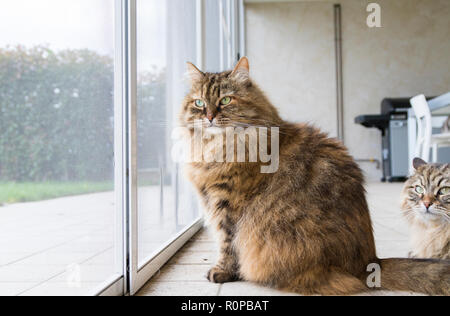 Schöne Tiere Katze am Fenster, neugierig pet Stockfoto