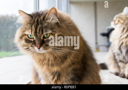 Lustige Katze am Fenster, neugierig pet Stockfoto