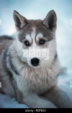 Porträt der Schönen haarigen jungen braunen und weißen Sibirischen husky Schlittenhunderennen mit hellen blauen Augen lügen auf echten Schnee. Aufgewachsen im Freien im finnischen Lappland Stockfoto