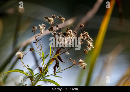 Deflorate Blumen. Blume mit Spinnennetz. Deflorate Blume auf dem Gras. Wiese mit ländlichen Blumen. Wilde Natur Blumen auf dem Feld. Stockfoto