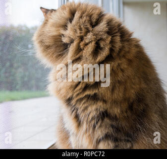 Neugierige Tiere Katze am Fenster, schöne pet Stockfoto