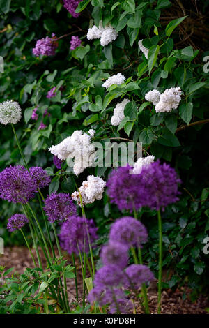 Allium purple Sensation, Syringa vulgaris, lila, weiss, lila, Blüte, Blumen, Blüte, Mix, Gemischt, RM Floral Stockfoto