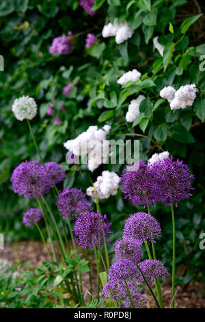 Allium purple Sensation, Syringa vulgaris, lila, weiss, lila, Blüte, Blumen, Blüte, Mix, Gemischt, RM Floral Stockfoto