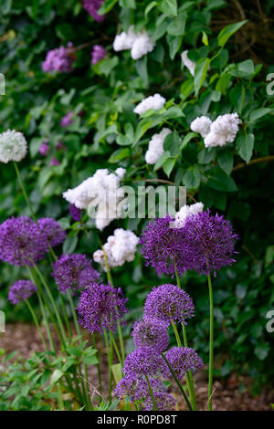 Allium purple Sensation, Syringa vulgaris, lila, weiss, lila, Blüte, Blumen, Blüte, Mix, Gemischt, RM Floral Stockfoto