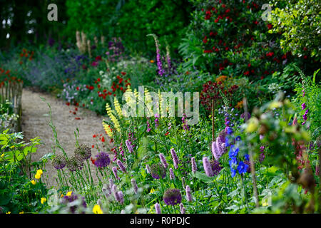 Crinodendron hookerianum, Allium purple Sensation, geum Frau J Bradshaw, Lupinus arboreus, gelb Bush Lupine, Baum, Lupine, Cottage Garden, Fingerhut, nepeta, aqu Stockfoto