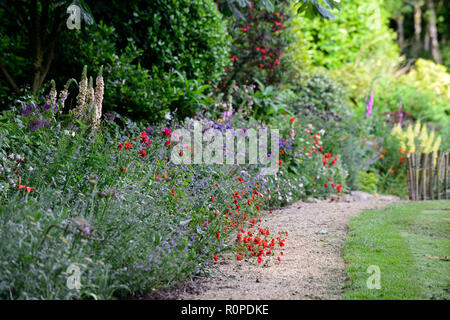 Crinodendron hookerianum, Allium purple Sensation, geum Frau J Bradshaw, Lupinus arboreus, gelb Bush Lupine, Baum, Lupine, Cottage Garden, Fingerhut, nepeta, aqu Stockfoto