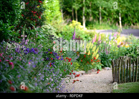 Crinodendron hookerianum, Allium purple Sensation, geum Frau J Bradshaw, Lupinus arboreus, gelb Bush Lupine, Baum, Lupine, Cottage Garden, Fingerhut, nepeta, aqu Stockfoto