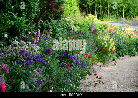 Crinodendron hookerianum, Allium purple Sensation, geum Frau J Bradshaw, Lupinus arboreus, gelb Bush Lupine, Baum, Lupine, Cottage Garden, Fingerhut, nepeta, aqu Stockfoto