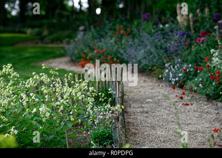 Silene Fimbriata, Allium purple Sensation, geum Frau J Bradshaw, Lupinus arboreus, gelb Bush Lupine, Baum, Lupine, Cottage Garden, Fingerhut, nepeta, Akelei, m Stockfoto