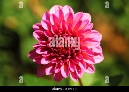 Dahlie Blume. Die scharlachrote Blüten von Dahlien sind ein Garten. Stockfoto