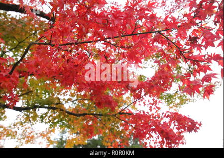 Japanische Blätter im Herbst Kanazawa Japan Stockfoto
