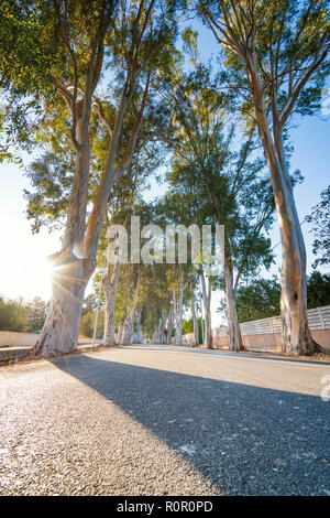 Eukalyptus Straße zum Strand in Kolymbia (Rhodos, Griechenland) Stockfoto