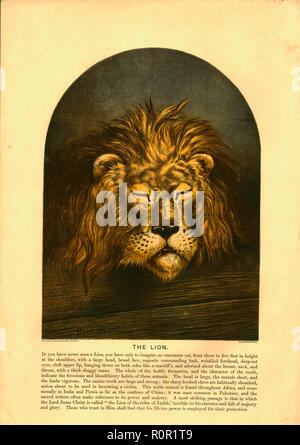 "Die Löwen" Creator: C Sheeres. Stockfoto