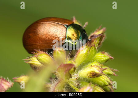 Blatt Käfer (Chrysolina polita) oben auf der Anlage thront. Tipperary, Irland Stockfoto