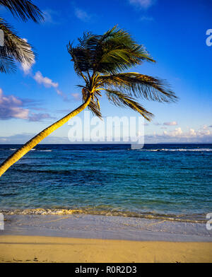 Einsame Palme, tropischer Strand, Karibisches Meer, Horizont, Guadeloupe, Französische Westindien, Kleine Antillen Stockfoto