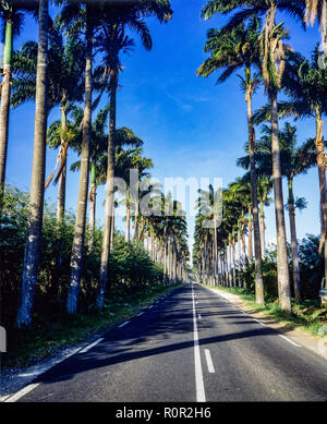 Allée Dumanoir, Straße mit Royal Palmen gesäumt, Guadeloupe, Französisch Westindien, Stockfoto