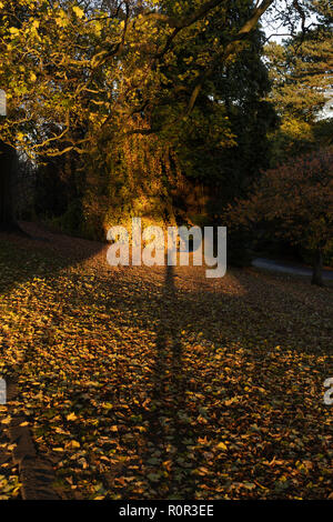Langer Schatten auf gefallenen braunen Herbstblättern in den Valley Gardens, Harrogate, North Yorkshire, England, Großbritannien. Stockfoto