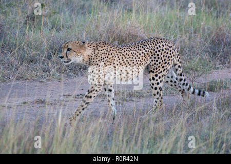 Männliche Geparden (Acinonyx jubatus) wandern durch Wiesen im Abendlicht Stockfoto