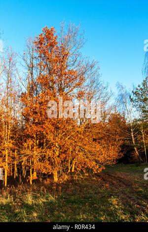 Herbst Eiche Baum mit roten Blätter auf einem blauen Himmel Hintergrund. Abendlicht. Herbst im Wald Stockfoto
