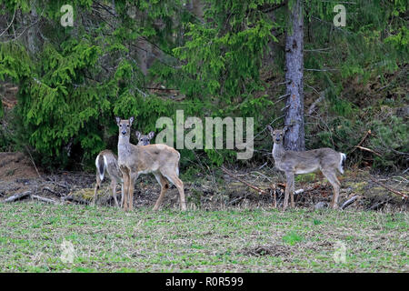 Drei White-Tailed Rehe, Odocoileus virginianus auf bebautes Feld im frühen Frühling. Die Tiere sind auf der Suche in Kamera, bereit, in den Wald zu laufen. Stockfoto