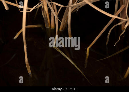 Poaceae oder Gramineae ist ein großes und fast allgegenwärtigen Familie der einkeimblättrige Pflanzen wie Gräser bekannt, die allgemein zusammenfassend Stockfoto