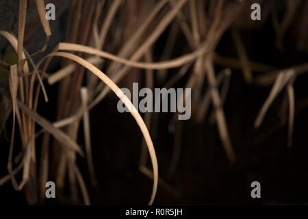 Poaceae oder Gramineae ist ein großes und fast allgegenwärtigen Familie der einkeimblättrige Pflanzen wie Gräser bekannt, die allgemein zusammenfassend Stockfoto