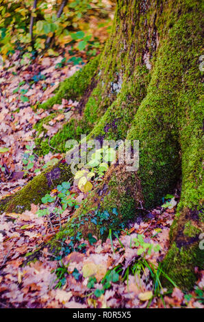 Grün bemoosten Baumstamm cluse, Herbst Laub Stockfoto