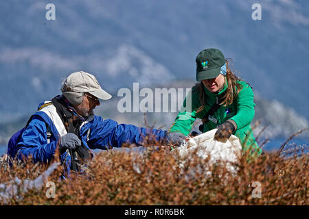 Melissa Carmody, Karukinka Naturpark Manager und Schriftsteller Carl Safina Hilfe Kunststoff bei Jackson Bay sammeln Stockfoto